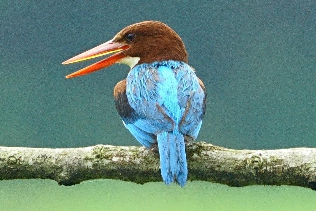 White-throated Kingfisher bird